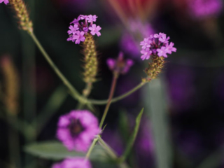 Milchhäusl Palmenhaus Schlosscafé