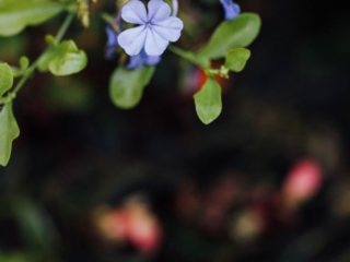 Milchhäusl Schlosscafé im Palmenhaus